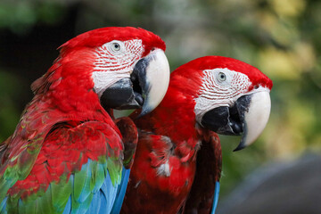 Close up head the red macaw parrot bird in garden
