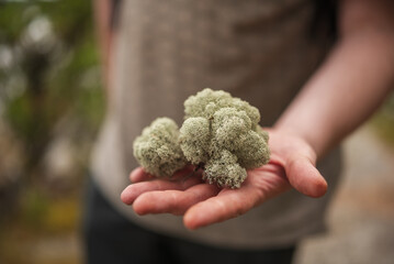 Hand holding soft reindeer lichen in forest environment
