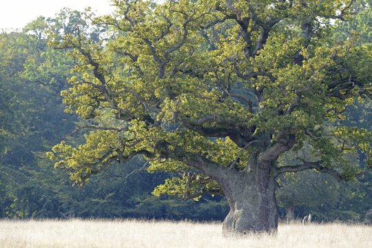 Old Pedunculate Oak (Quercus robur), J&aelig;gersborg, Copenhagen, Denmark