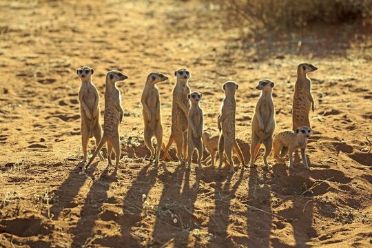 Meerkats (Suricata suricatta), adult, group standing upright at animal den, vigilant, backlight, Tswalu Game Reserve, Kalahari, North Cape, South Africa