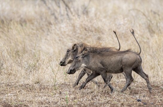 Common warthog (Phacochoerus africanus), two warthogs with tails up walking through dry grass, Kruger National Park, South Africa