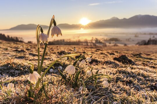Flowers at sunrise, frost, fog, mountain landscape, spring, rays of sunshine, Marchberry (Leucojum vernum), Loisach-Lake Kochel-Moor, Bavaria, Germany