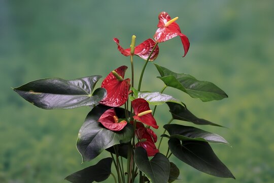 Flamingo flower (Anthurium), flowering, houseplant, Ellerstadt, Germany