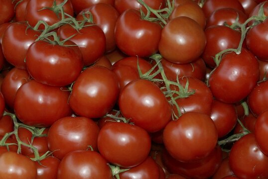 Tomatoe fruits / (Solanum lycopersicum)