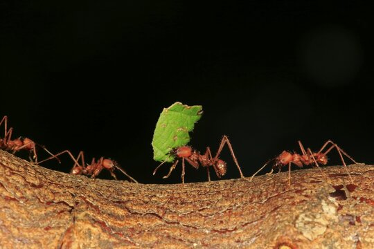 Leafcutter ants (Atta sexdens) transporting cut leaves, group, found in Central America and South America, captive