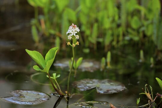 Bog bean (Menyanthes trifoliata), flower, flowering, perennial, marsh plant, water plant, Ellerstadt, Germany