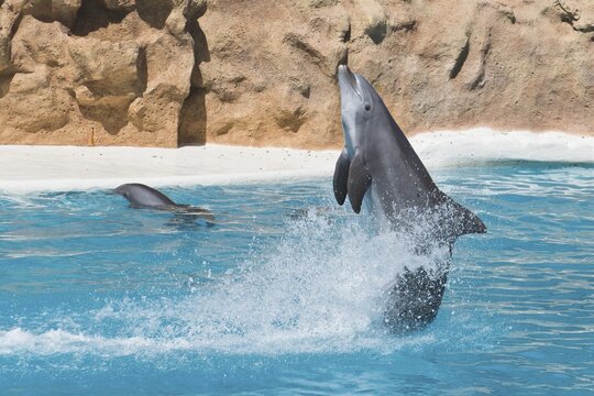 Bottlenose dolphin (Tursiops truncatus), Loro Park, Puerto de la Cruz, Tenerife, Spain