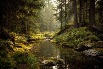 Obraz premium Misty forest stream. Sunlight filters through trees. Lush greenery. Tranquil scene