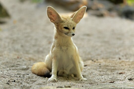Fennek, fennec fox (Vulpes zerda), adult, captive, North Africa