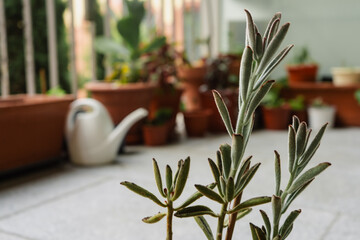 Kalanchoe tomentosa, also known as pussy ears or panda plant, is a succulent native of Madagascar