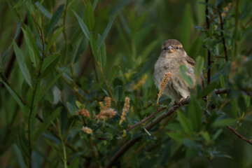 Rencontre avec un moineau domestique