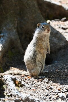 Richardson's ground squirrel
