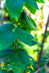 Fresh Cucumber on Vine
