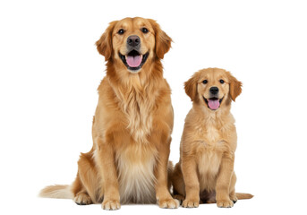 Adult Golden Retriever and its puppy with golden fur, smiling, sitting closely on a seamless transparent background with soft high-key lighting, heartwarming animal companionship concept