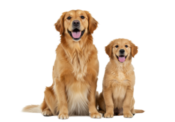 Adult Golden Retriever and its puppy with golden fur, smiling, sitting closely on a seamless transparent background with soft high-key lighting, heartwarming animal companionship concept
