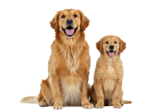 Adult Golden Retriever and its puppy with golden fur, smiling, sitting closely on a seamless transparent background with soft high-key lighting, heartwarming animal companionship concept