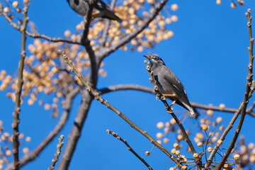 White-cheeked Starling Perched with Blue Sky and Tree Bearing Many Fruits, Japan