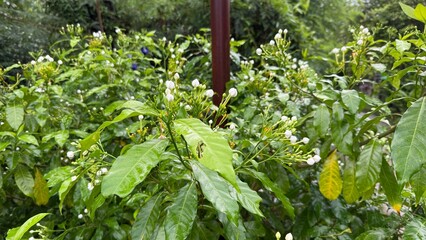 Drops of water clinging to vibrant green leaves.