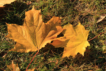 Two fallen orange maple leaves in dew drops lies on the grass in autumn
