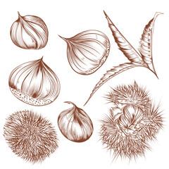 Hand drawn vector Chestnut Sketch Illustration set