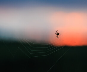 Spider weaving a web at sunset
