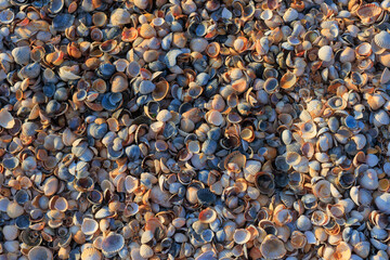Shells on the seashore background