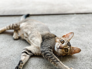 A charming orange tabby cat with striking amber eyes, soft fur, and playful personality, captured in a natural pose that showcases its curiosity and adorable features. 