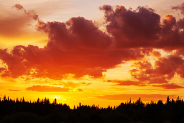 Fototapeta premium Dramatic fiery sunset sky with clouds over forest silhouette.