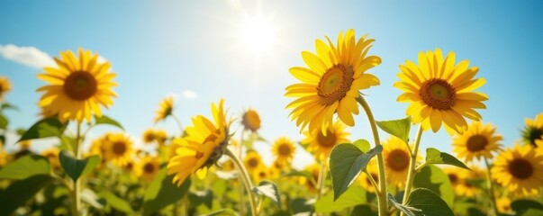 Golden sunflowers bask in summer sun, vibrant petals reaching for the sky , head, harvest, september