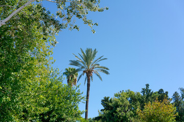 Palm tree is in the middle of a forest