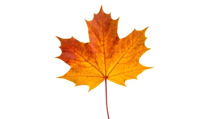 Fototapeta premium Autumn maple leaf isolated on white
