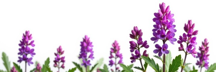 Obraz premium Isolated purple Verbena hastata, vibrant wildflower against white background , green, photography, isolated