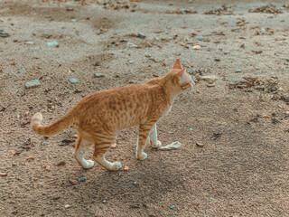 A charming orange tabby cat with striking amber eyes, soft fur, and playful personality, captured in a natural pose that showcases its curiosity and adorable features. 