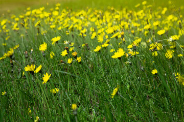 Yellow flowers in the field. hieracium pilosella. Natural background. Flowers.Pilosella officinarum or mouse-ear hawkweed