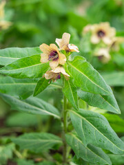 Eine Nahaufnahme von blühenden Pflanzen des Schwarzen Bilsenkrauts (Hyoscyamus niger).