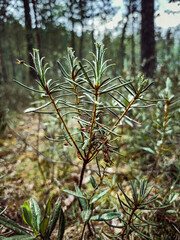 Fototapeta premium photo of pine trees in a forest with fog