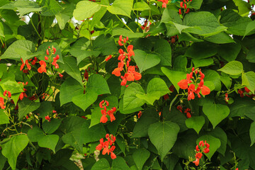 fire red beans , Turkish beans , climbing beans bloom. Phaseolus coccineus. background. Flowering runner beans, Phaseolus coccineus, in the garden