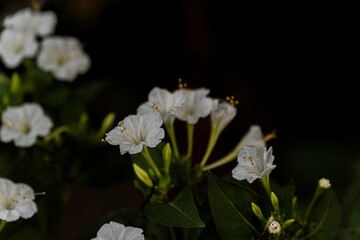 
Close-up of blooming garden flowers in natural light, showcasing delicate petals and vibrant colors. Artistic botanical photography with a soft blurred background.