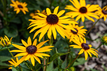 Blühender Sonnenhut