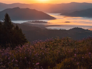 Scenic sunrise view of the Carpathian Mountains with misty valleys, evergreen trees, and blooming wildflowers in the foreground.