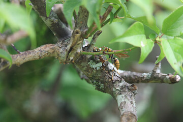 木にとまるアシナガバチ