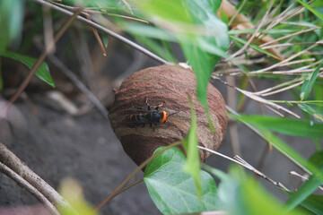 巣の周りを動くコガタスズメバチ