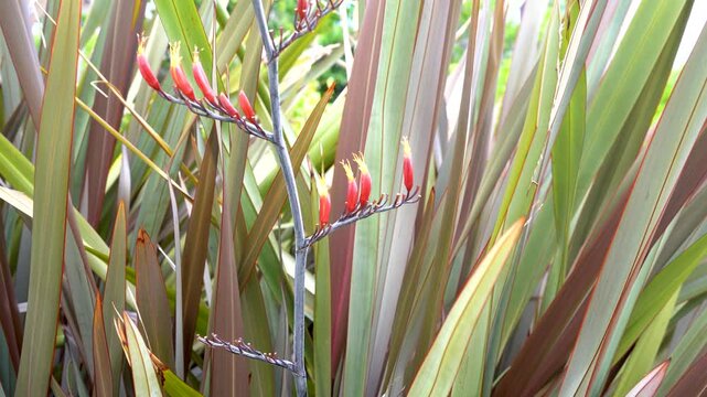 ニューサイランの花