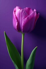 Fototapeta premium Intricate purple tulip, textured purple setting, petals, soft focus, flora