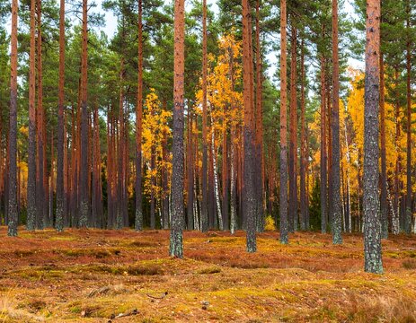 Autumn forest with tall pines and birch trees