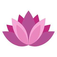 pink lotus flower