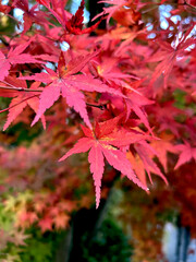 Close-up of Vibrant Red Maple Leaf in Autumn