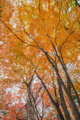 染まりつつある紅葉