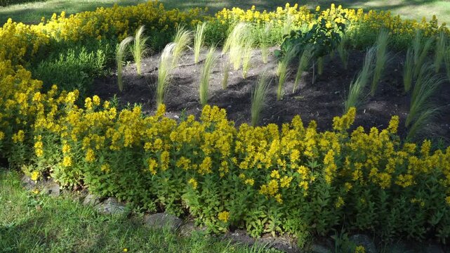 A circular flowerbed features a striking landscape design. An outer ring of yellow Golden Loosestrife surrounds airy clumps of ornamental feather grass inside.