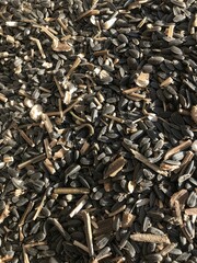 Agriculture. Harvesting sunflower seeds. Seeds, husks. Autumn, agricultural work, agribusiness